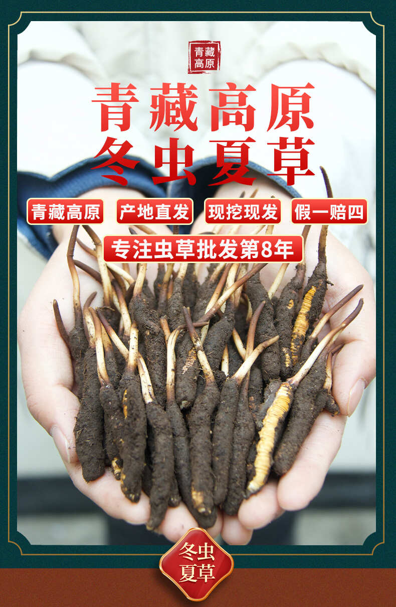 虫草的种植技术如何种植虫草(图1)