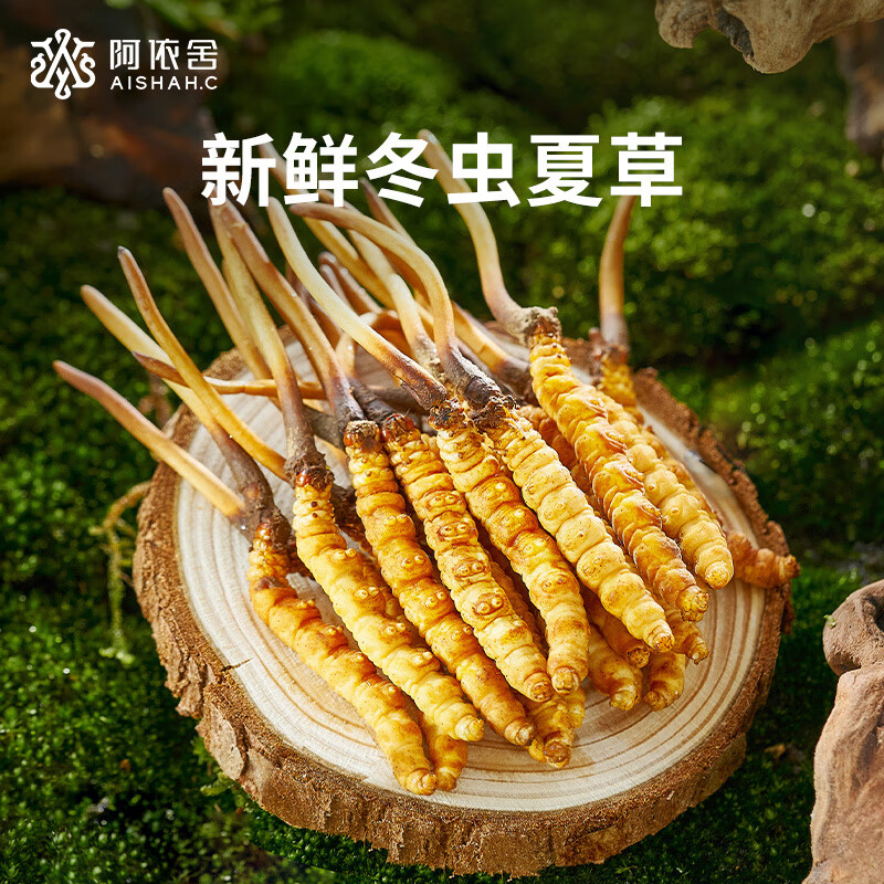 Kaiyun：关于野生冬虫夏草和人工培育虫草的一篇文章。(图1)